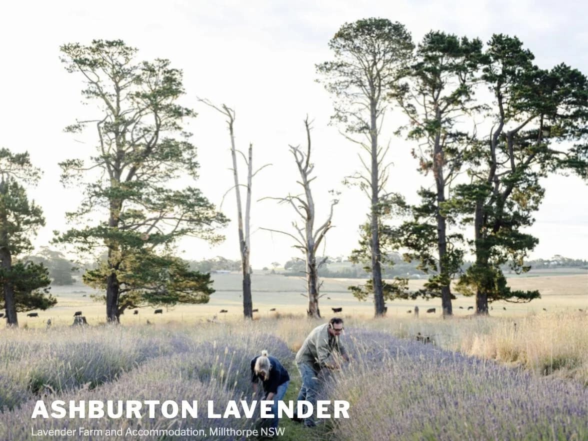 Ashburton Lavender Farm, wordpress refresh and seo by MISO Studio for a business in Millthorpe, NSW