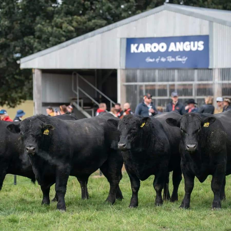 Karoo Angus, wordpress website rebuild by MISO Studio for a business in Meadow Flat, NSW