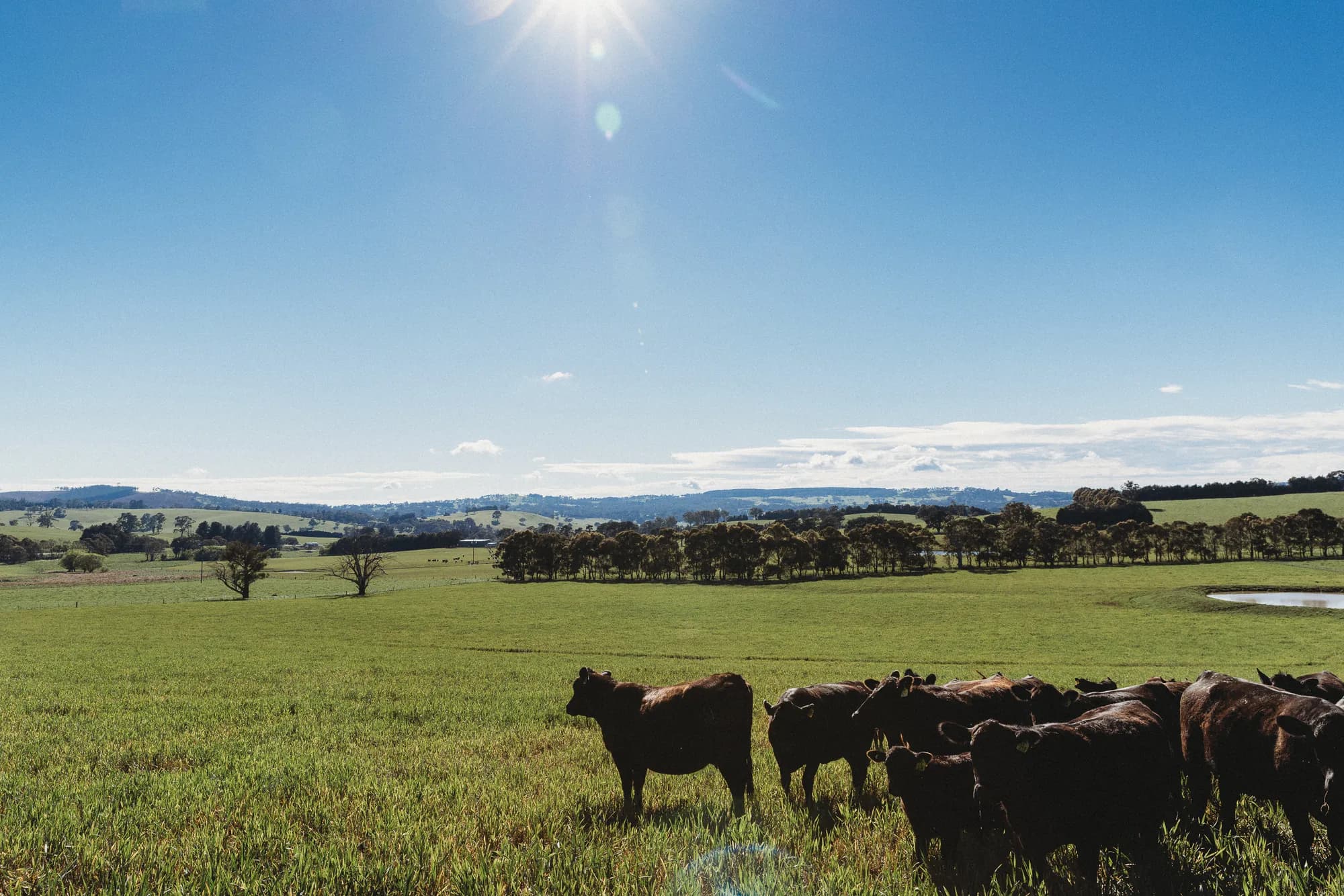 Black Angus cattle grazing on green paddocks under a bright blue sky in the NSW Central West